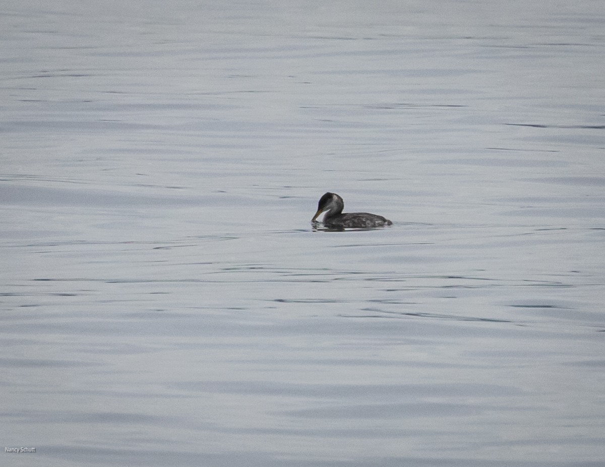 Пірникоза сірощока - ML646428303