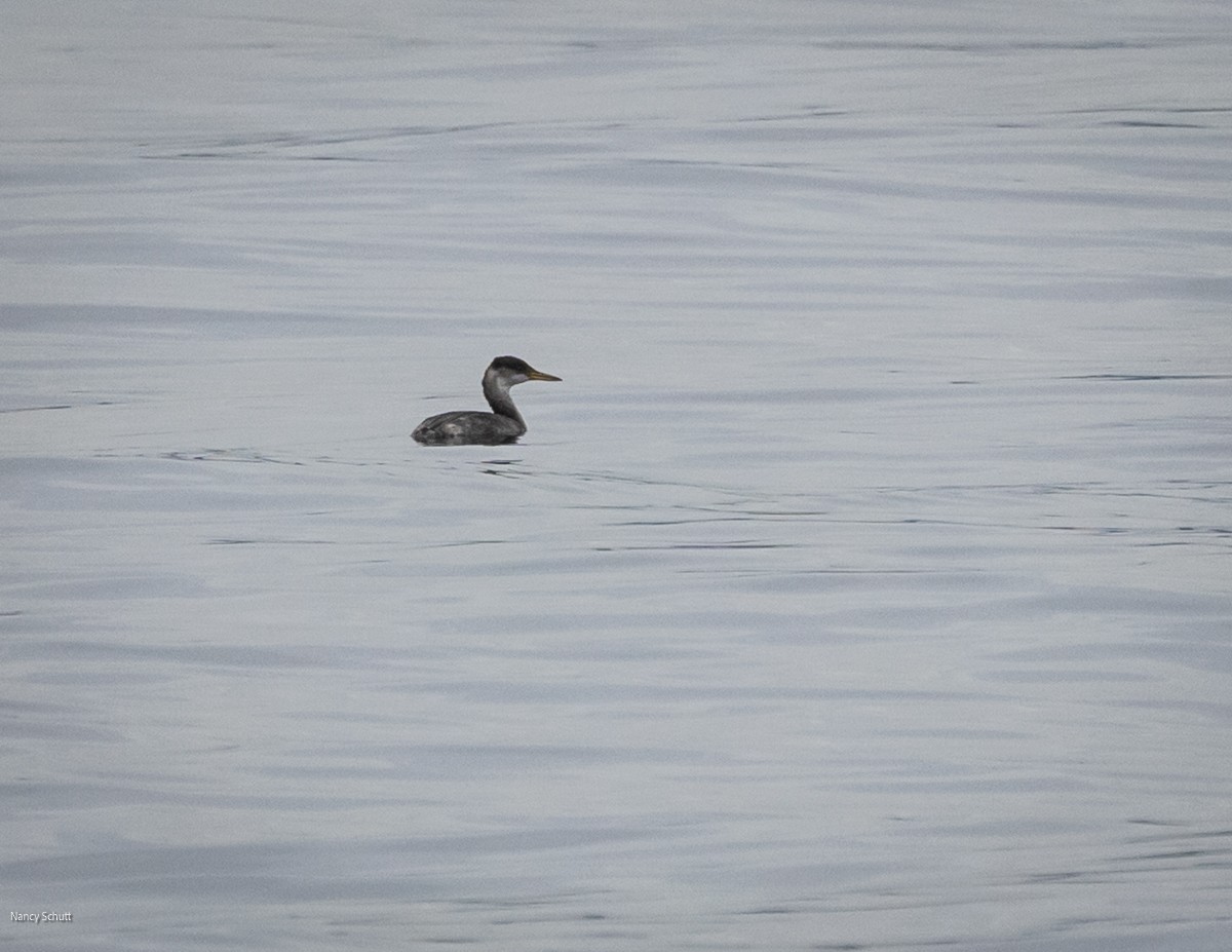 Пірникоза сірощока - ML646428304