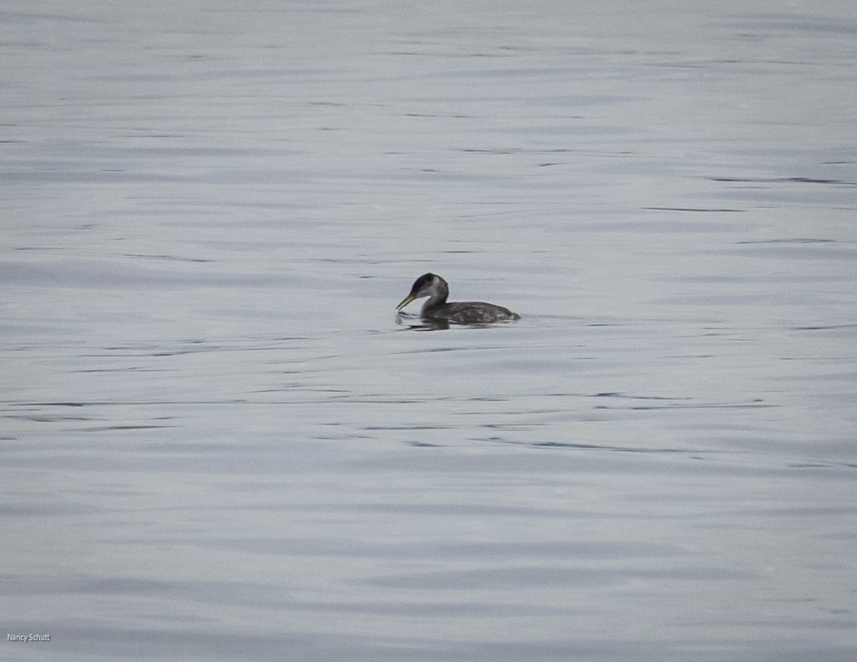 Пірникоза сірощока - ML646428305