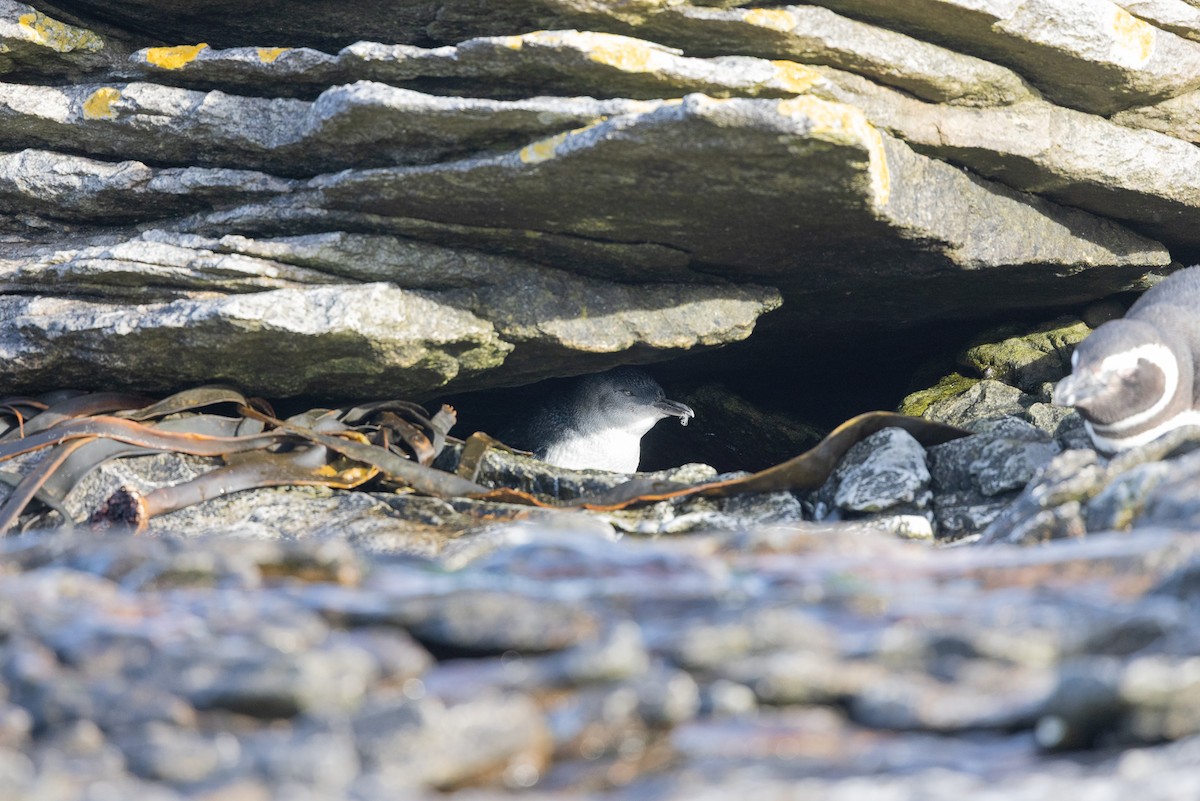 Little Penguin - ML646428306