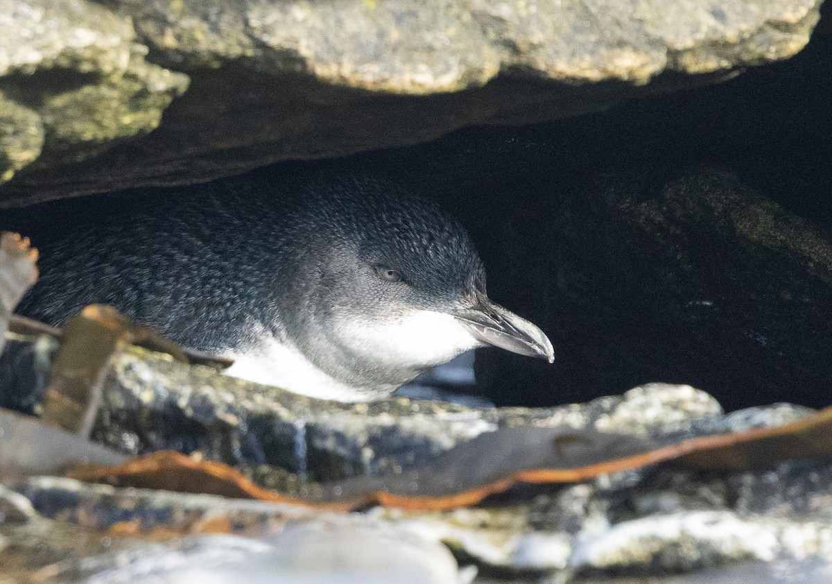 Little Penguin - ML646428307