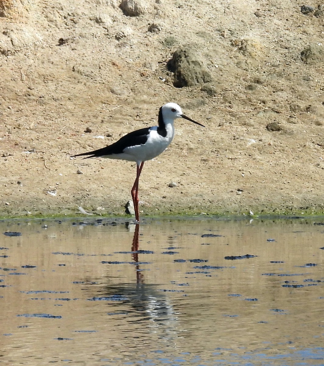 Pied Stilt - ML646428308
