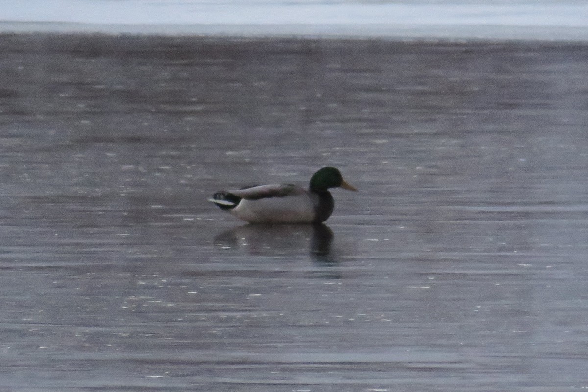 Mallard - ML646428310