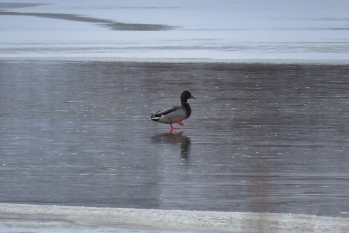 Mallard - ML646428311