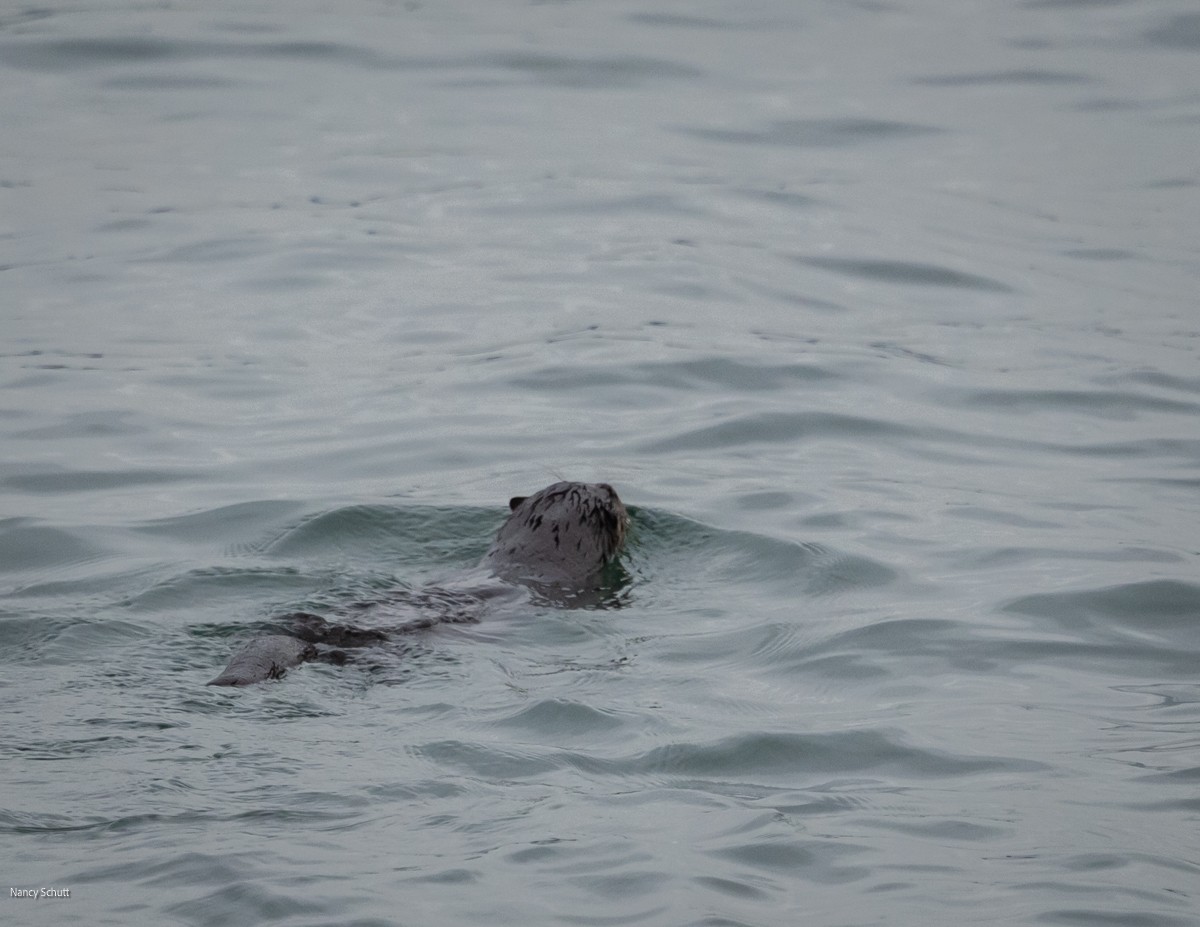 Animals - ML646428312