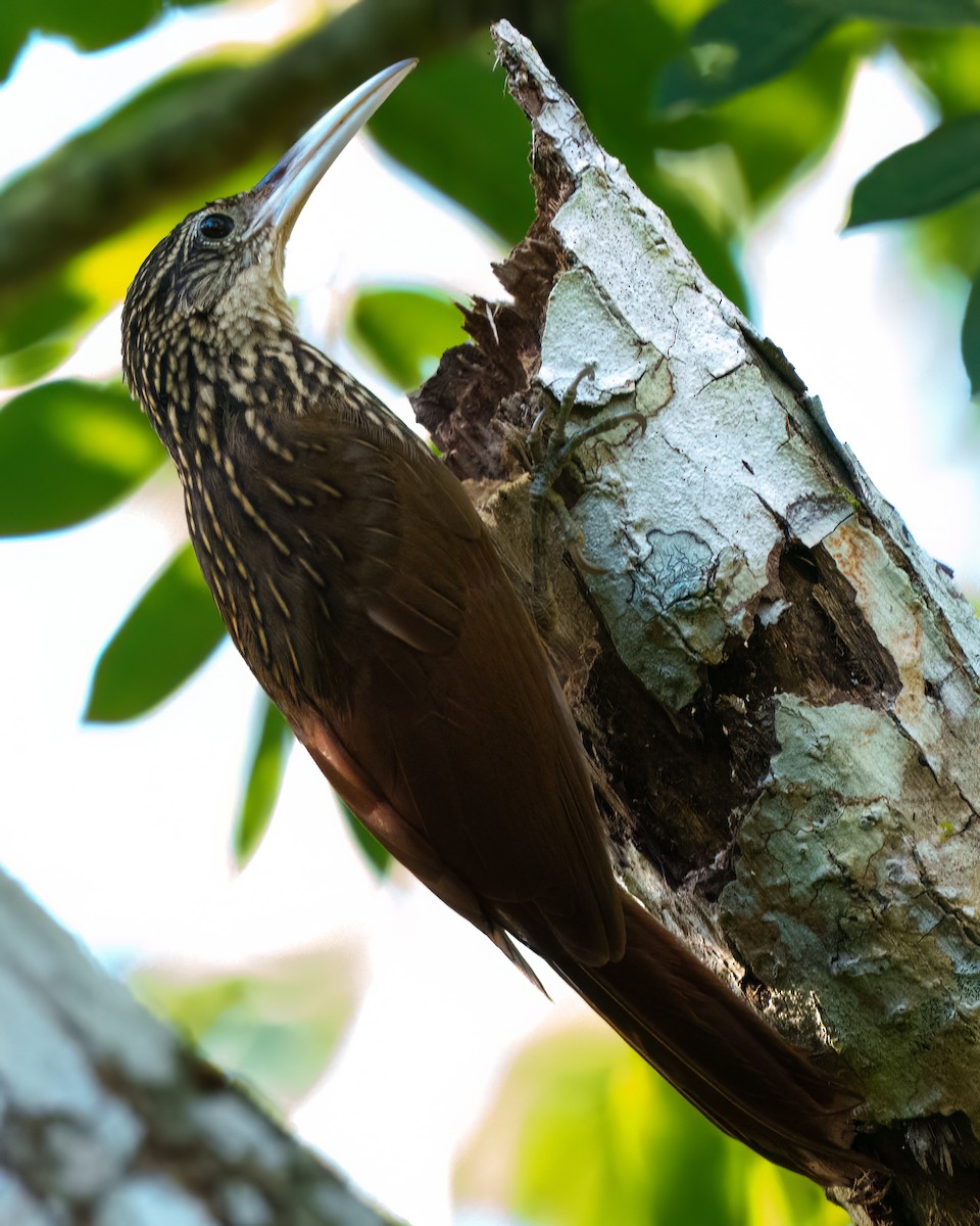 Ivory-billed Woodcreeper - ML646428313