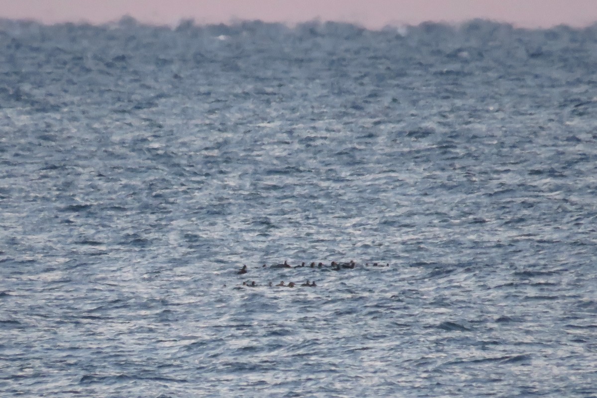 Amerika Kara Ördeği - ML646428315