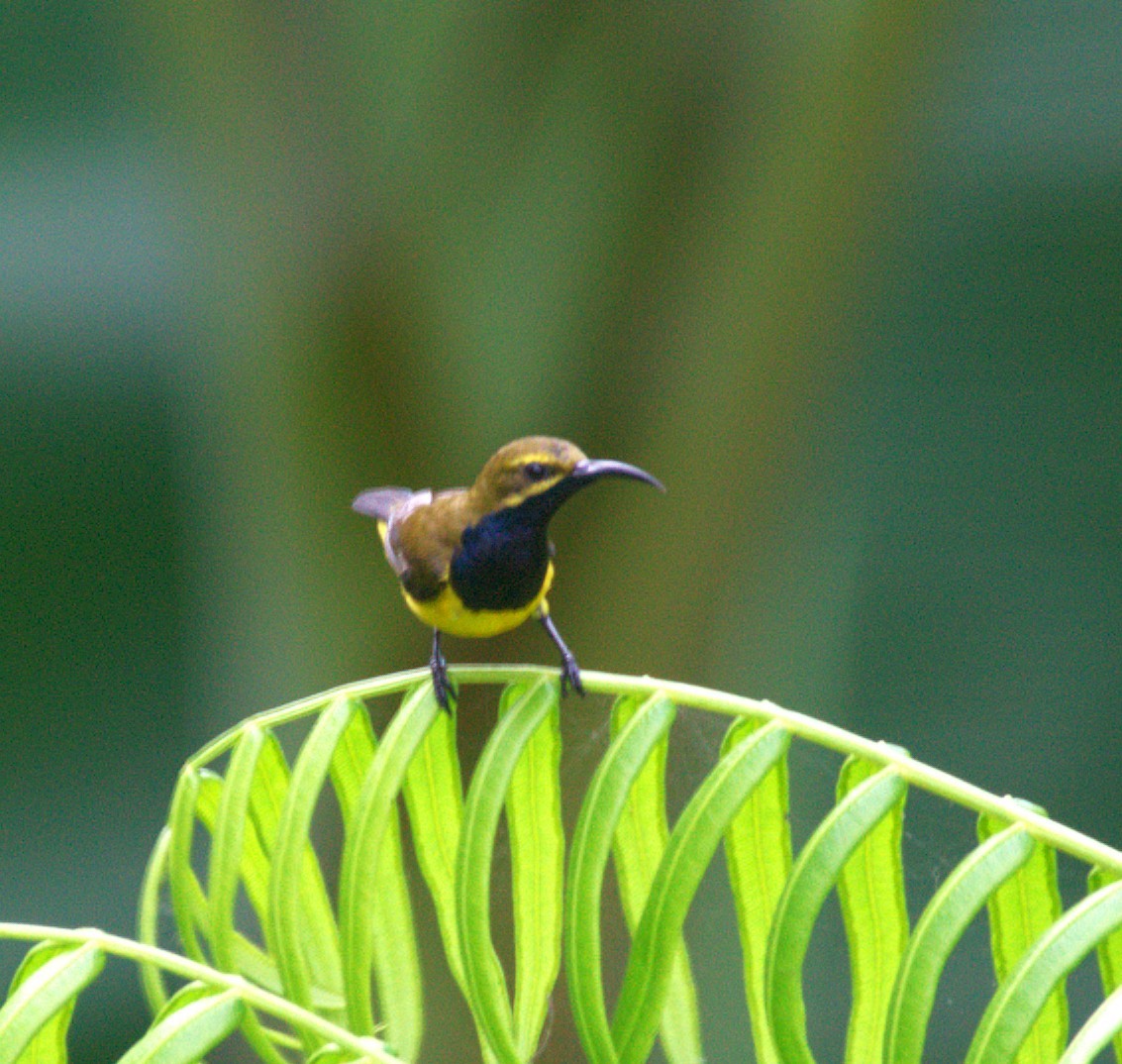 strdimil sahulský - ML646428316