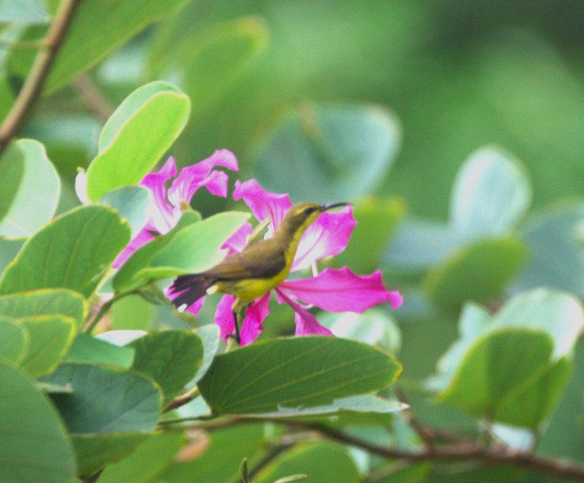 strdimil sahulský - ML646428317