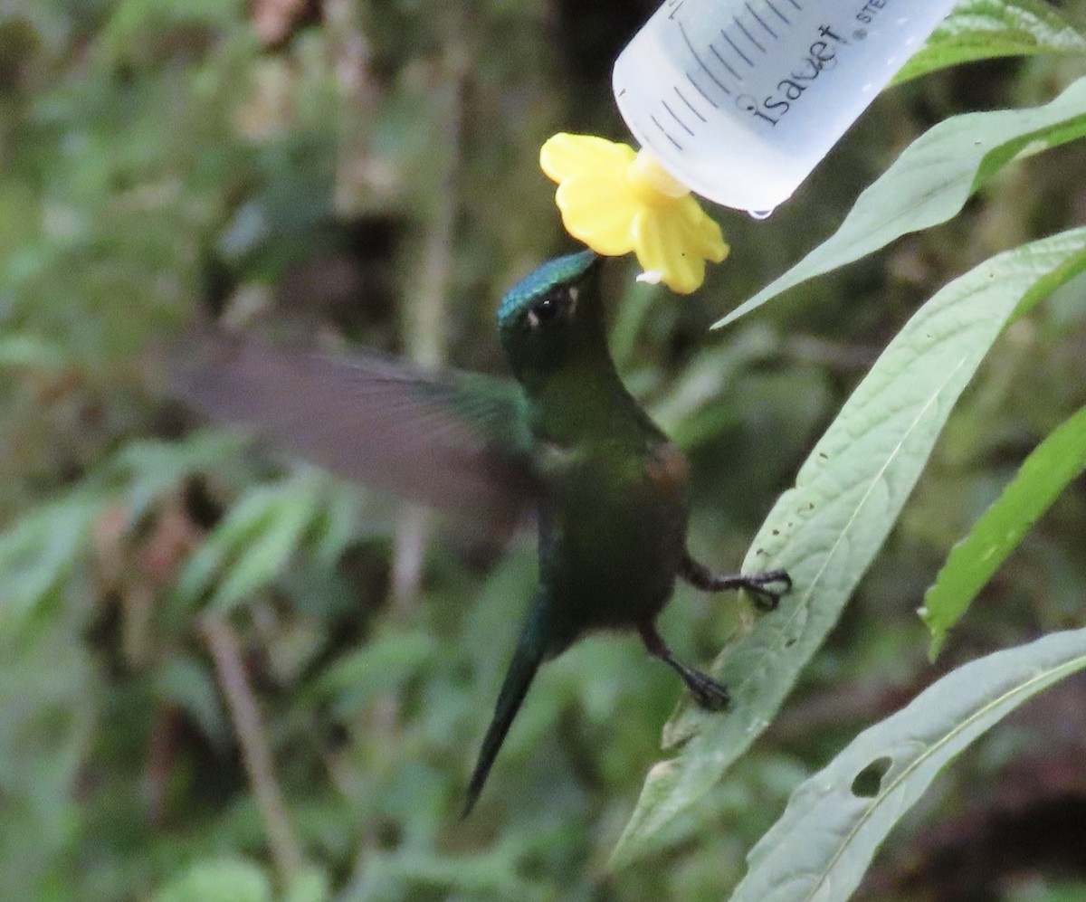 Violet-tailed Sylph - ML646428321