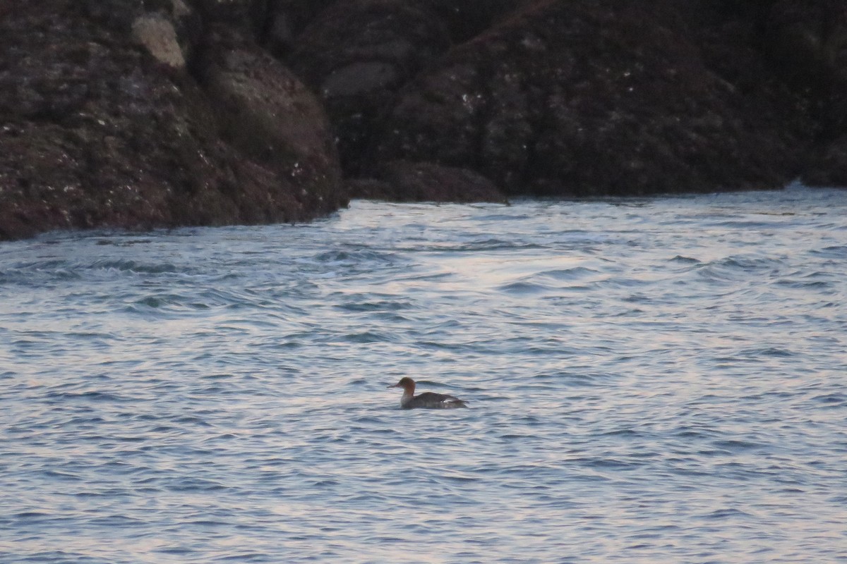 Red-breasted Merganser - ML646428322