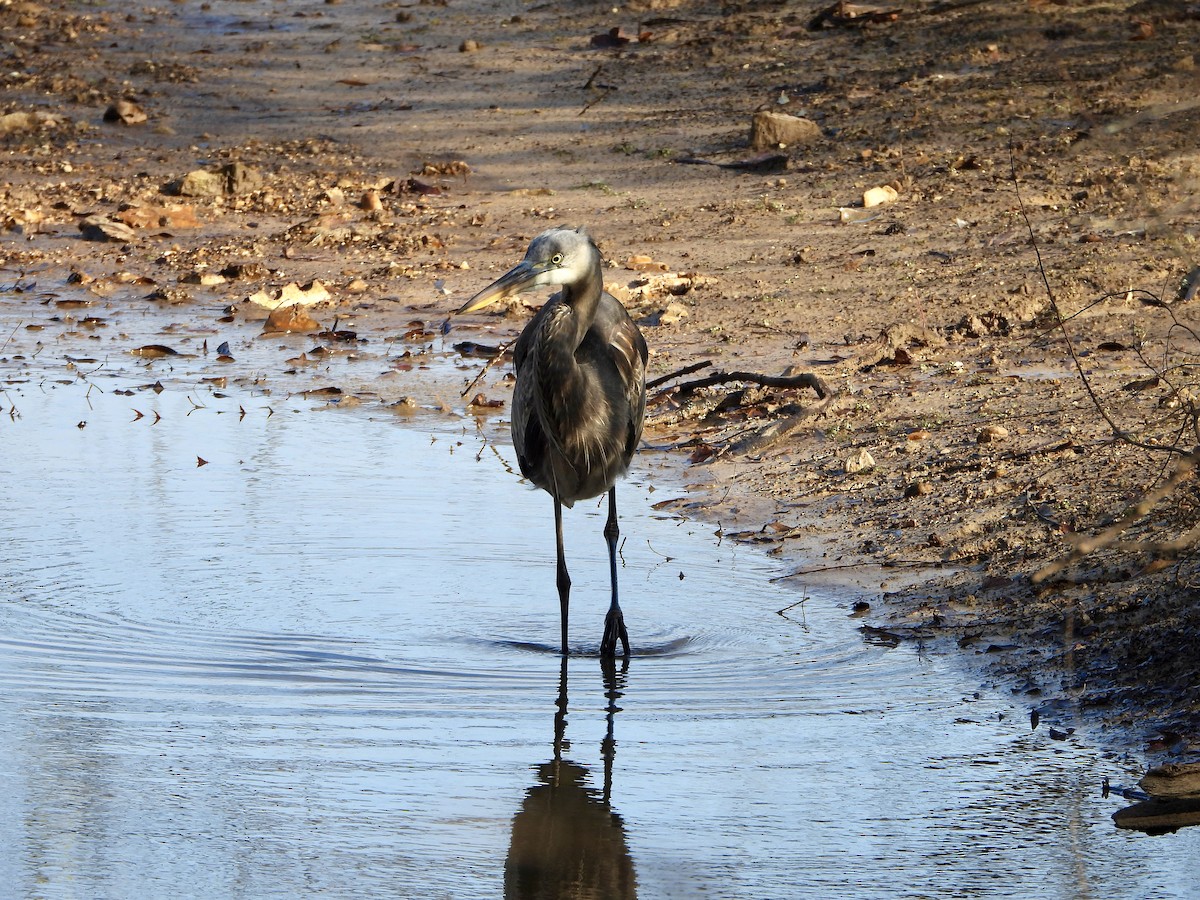Great Blue Heron - ML646428323