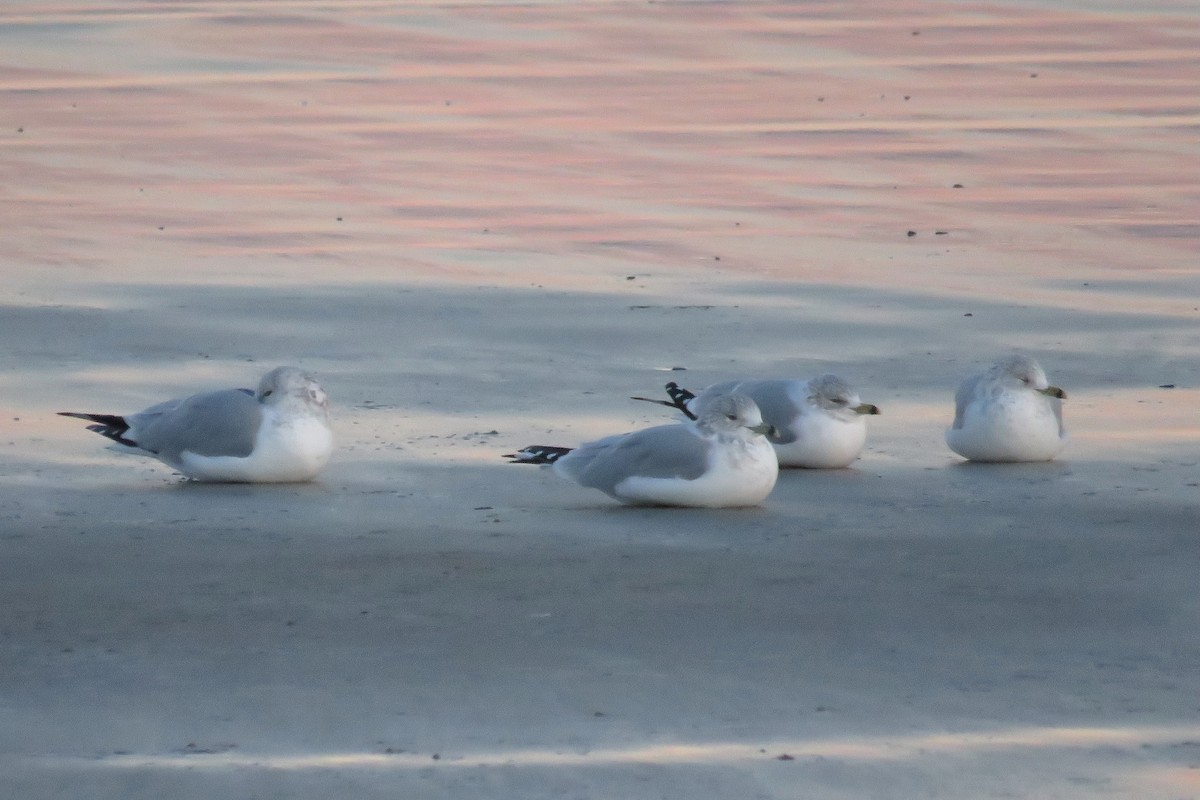 Ring-billed Gull - ML646428324