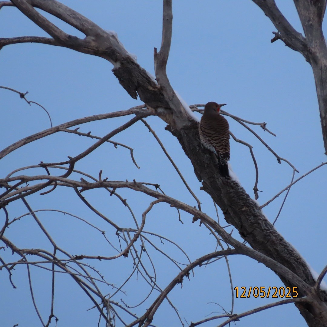 Northern Flicker - ML646428325