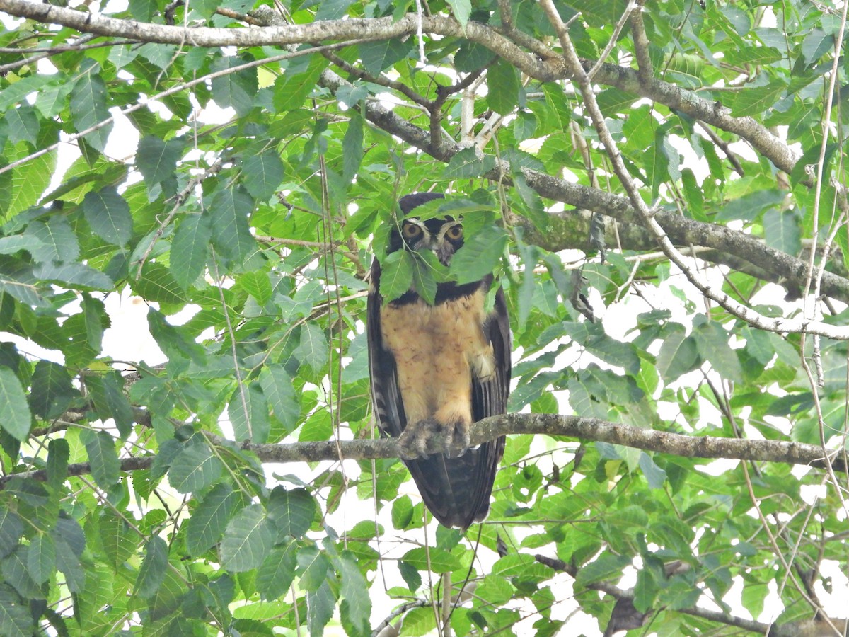 puštík brýlatý - ML646428326