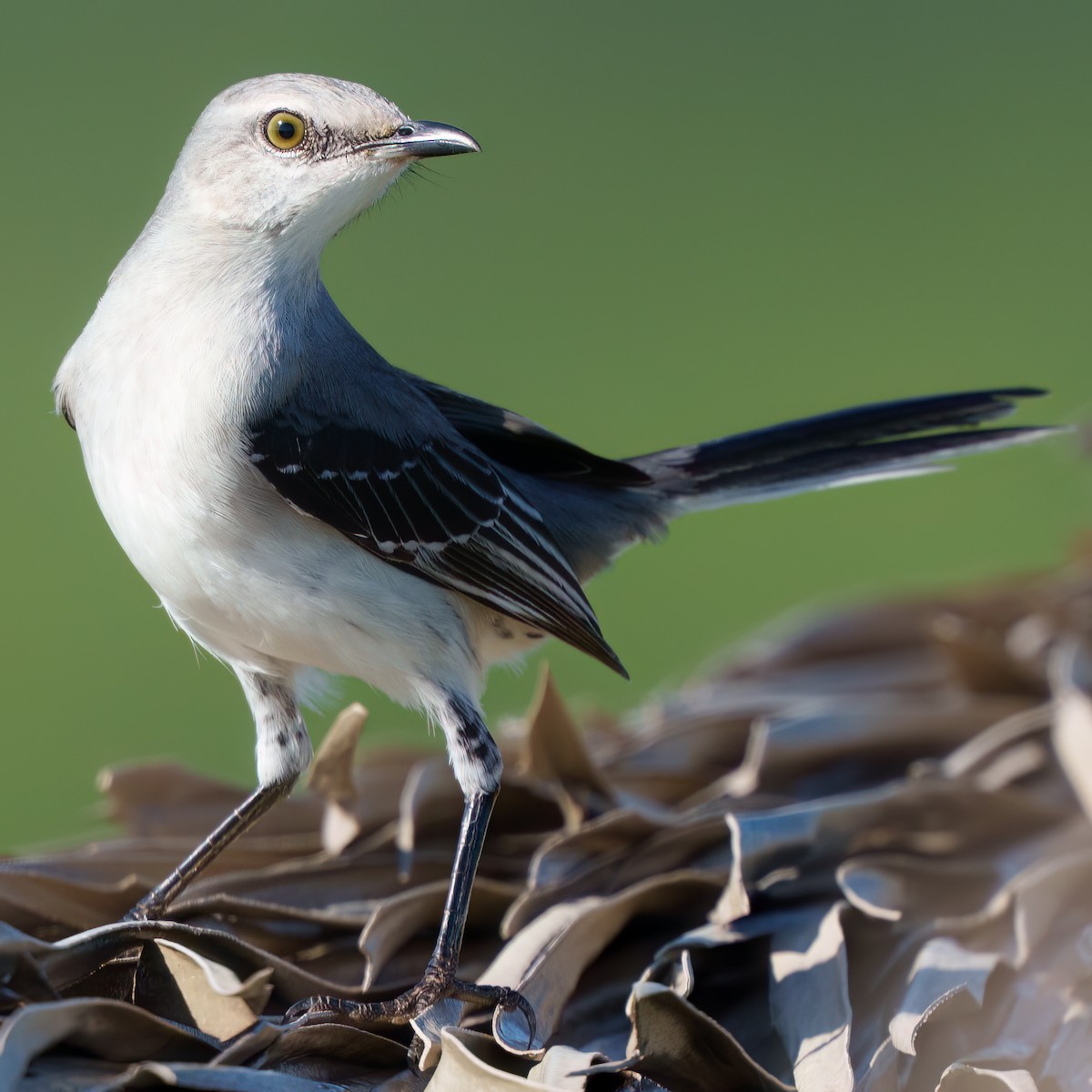 Tropical Mockingbird - ML646428329