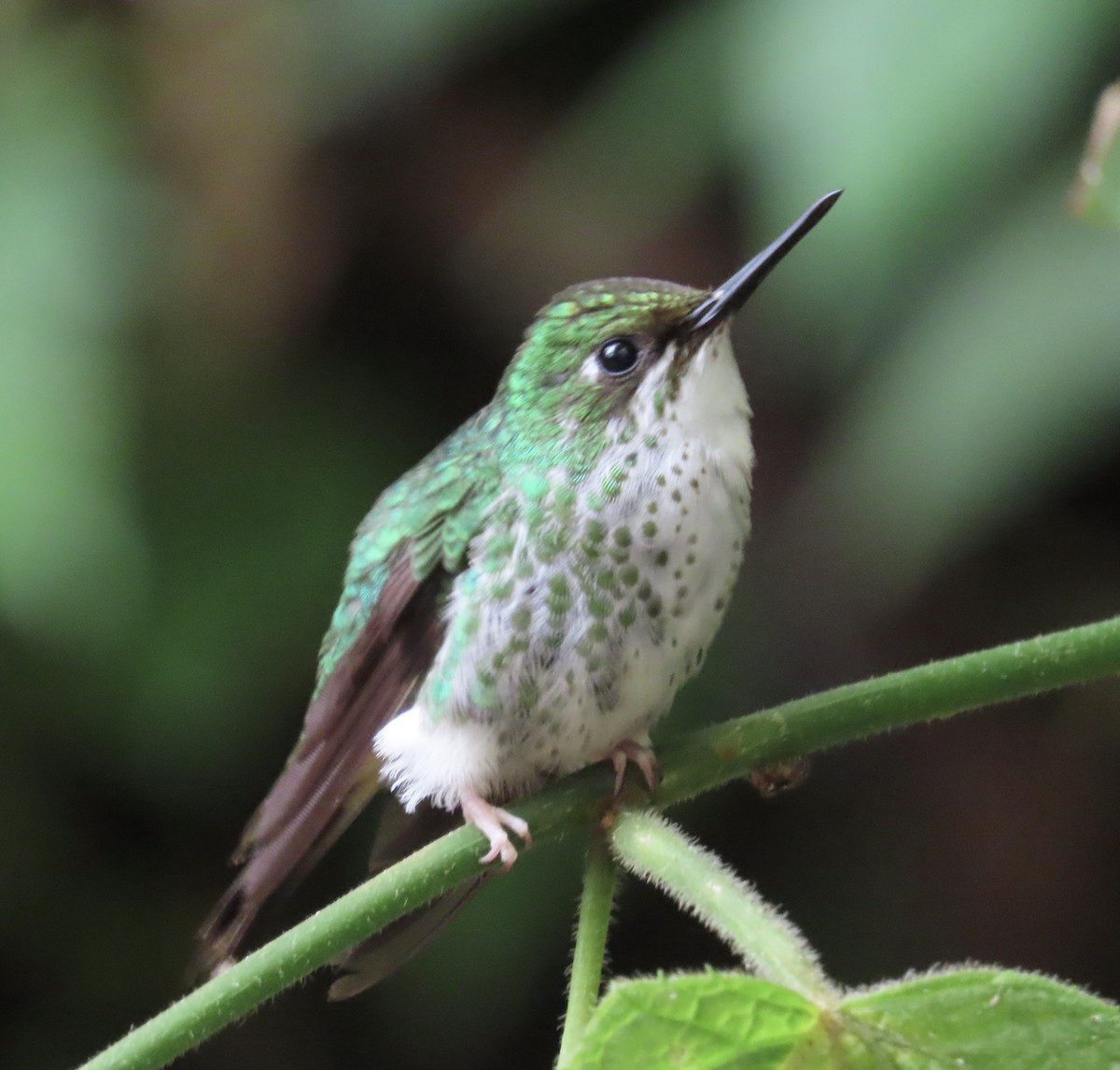 White-booted Racket-tail - ML646428334