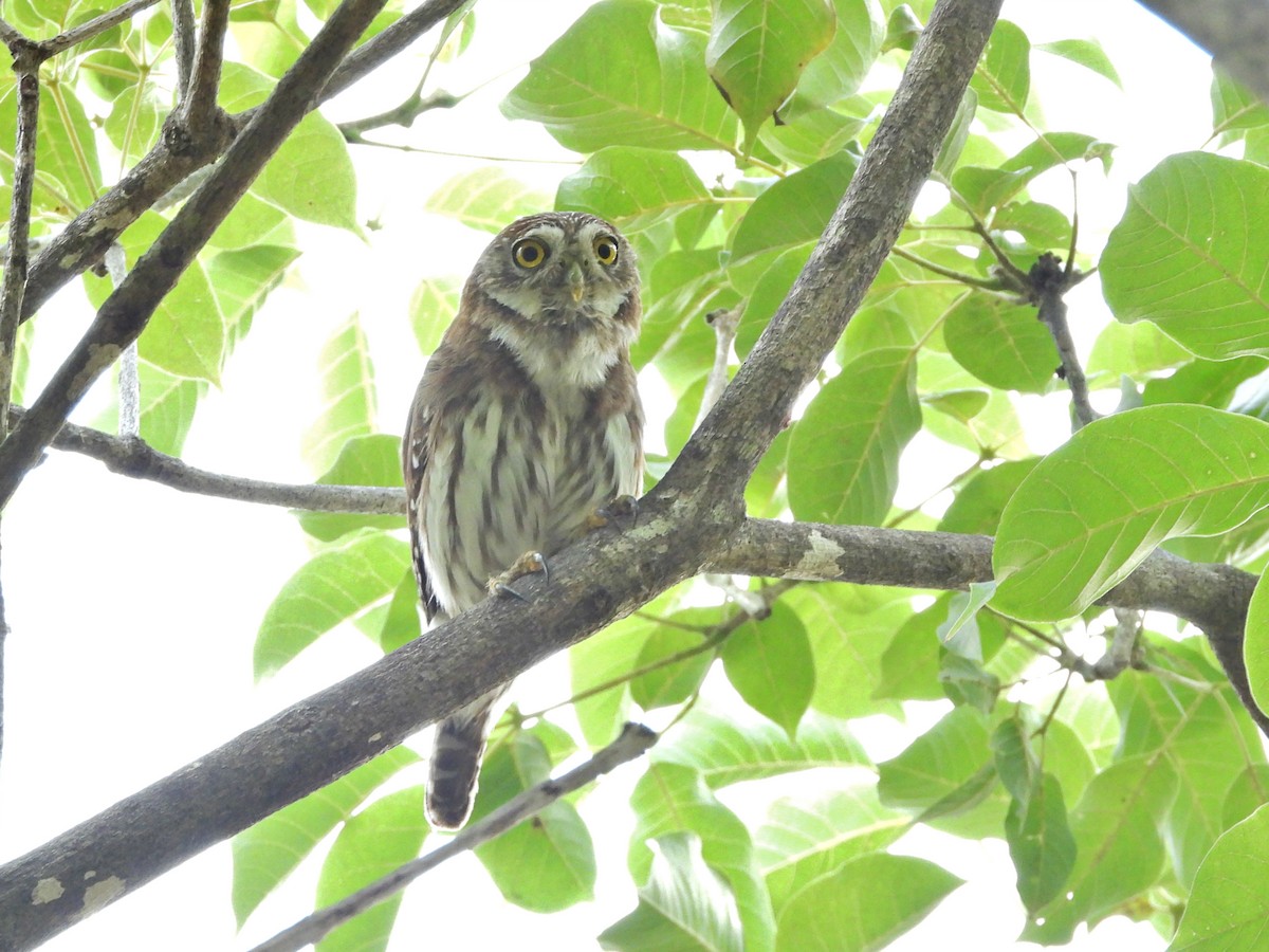 kulíšek brazilský - ML646428335