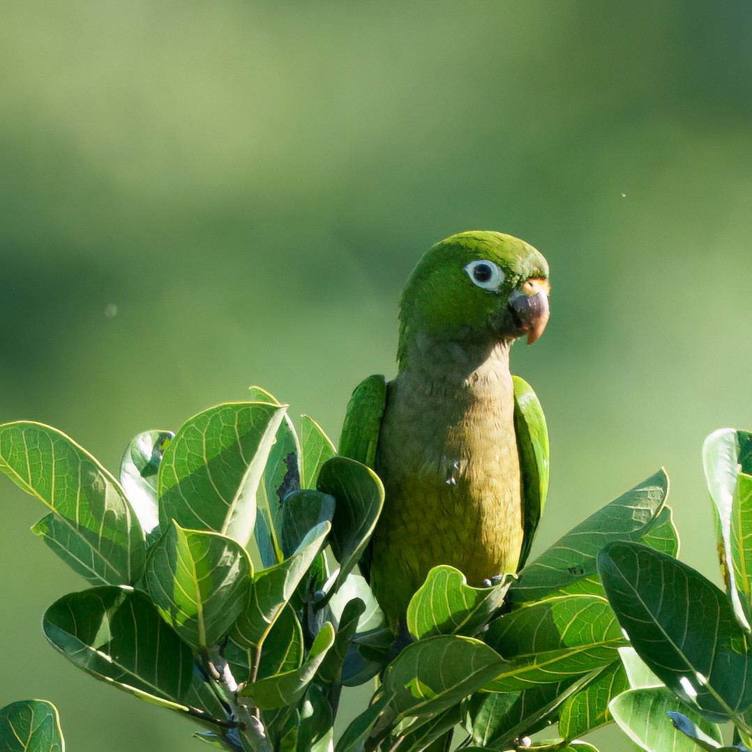 Olive-throated Parakeet - ML646428337