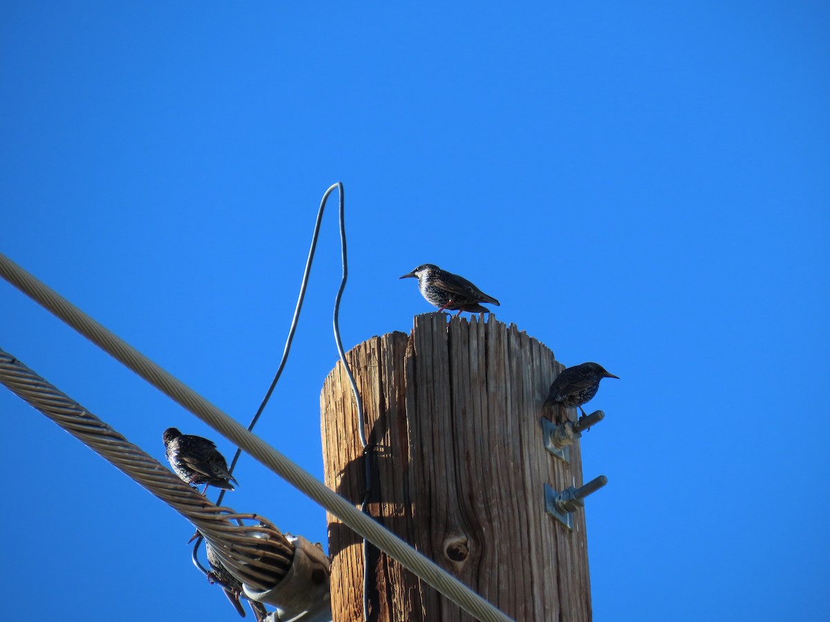 Storno - ML646428341