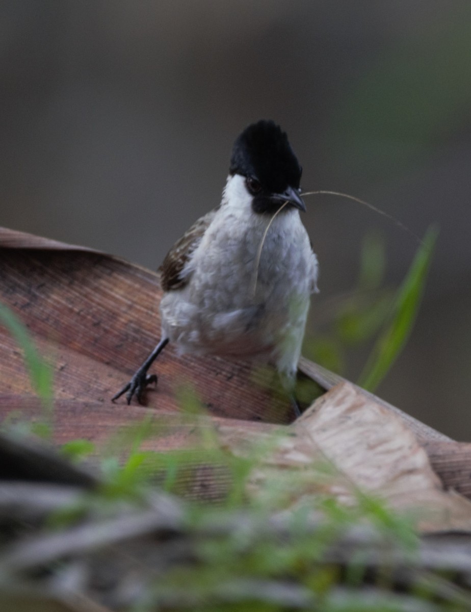 Sooty-headed Bulbul - ML646428342