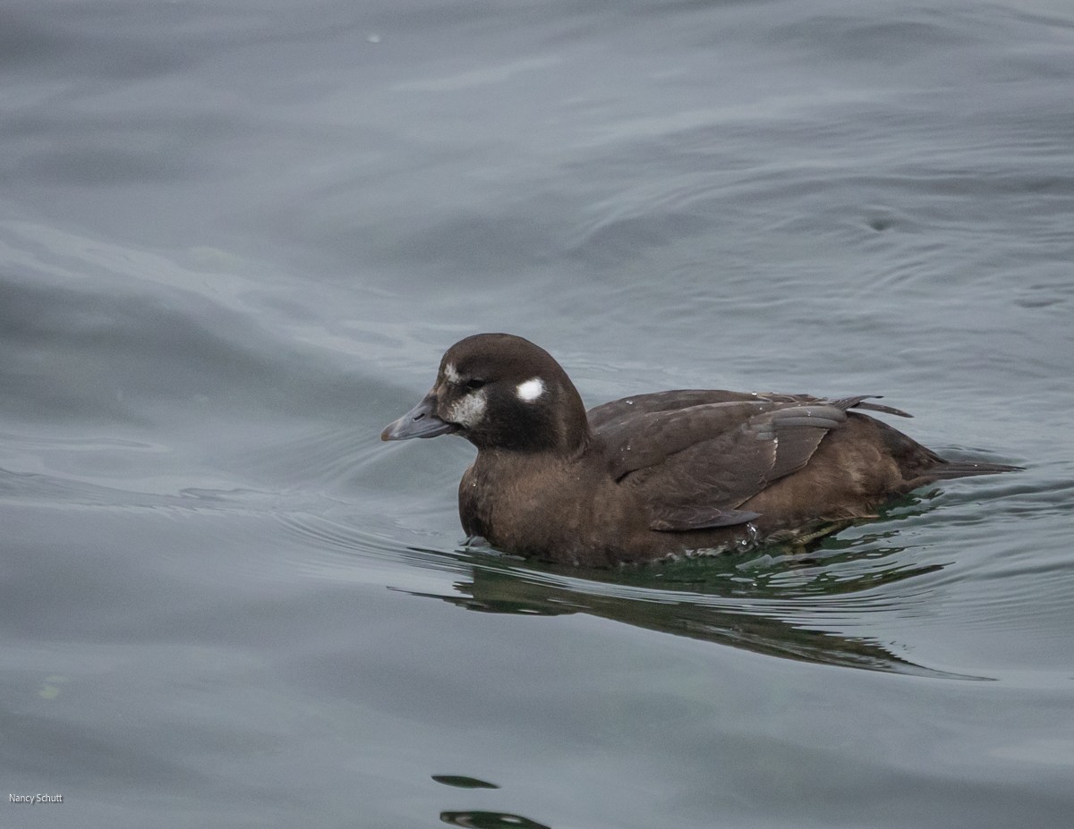 Harlequin Duck - ML646428343