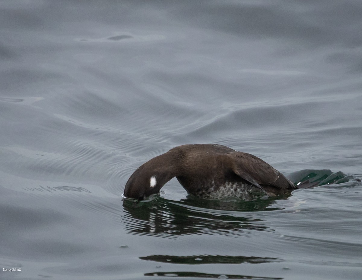 Harlequin Duck - ML646428344