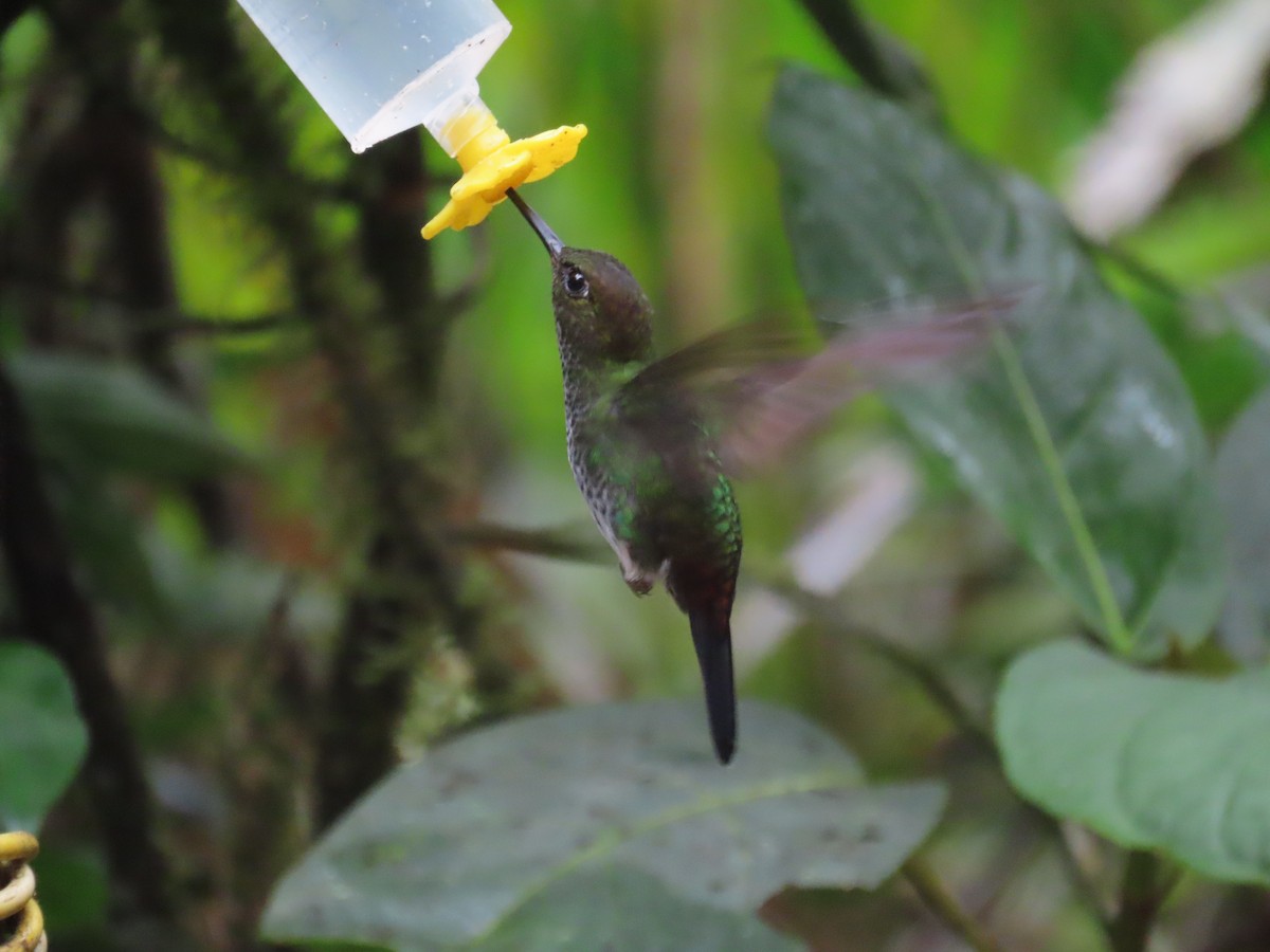 Greenish Puffleg - ML646428345