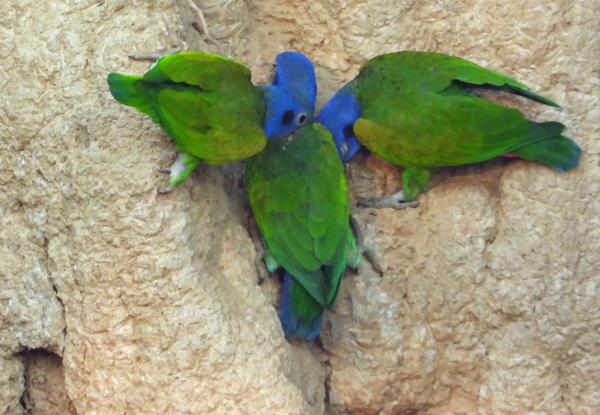 Blue-headed Parrot - ML646428346