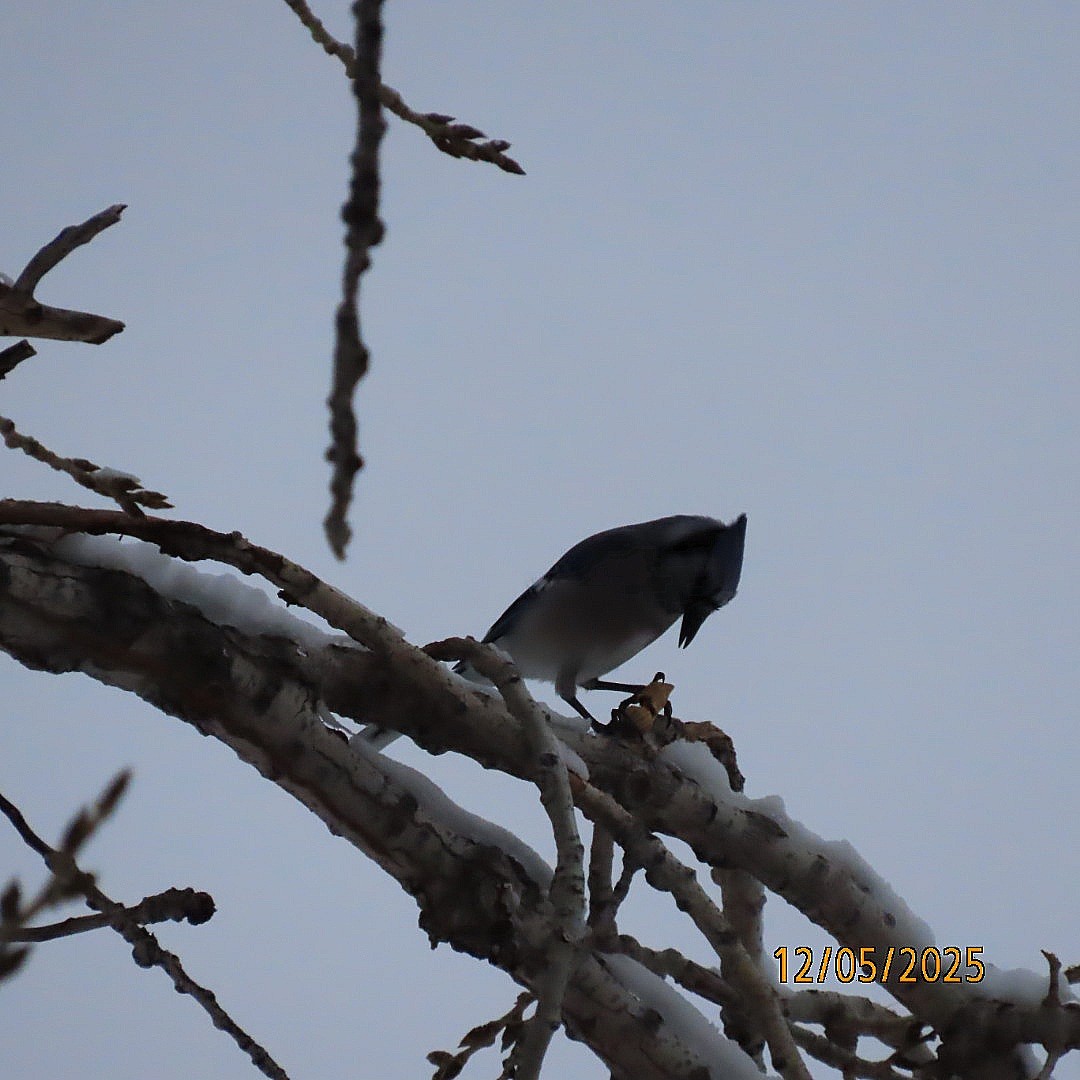 Blue Jay - ML646428349