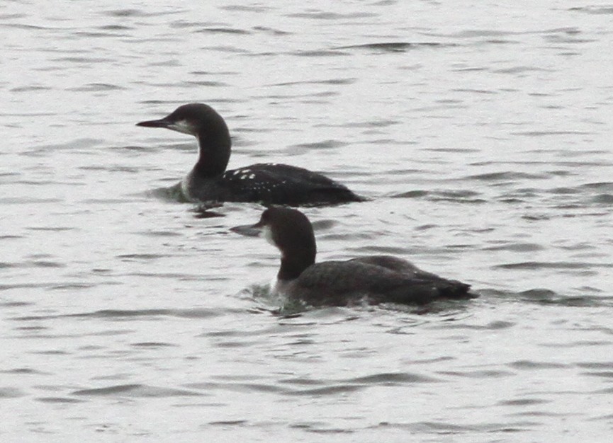 Pacific Loon - ML646428350