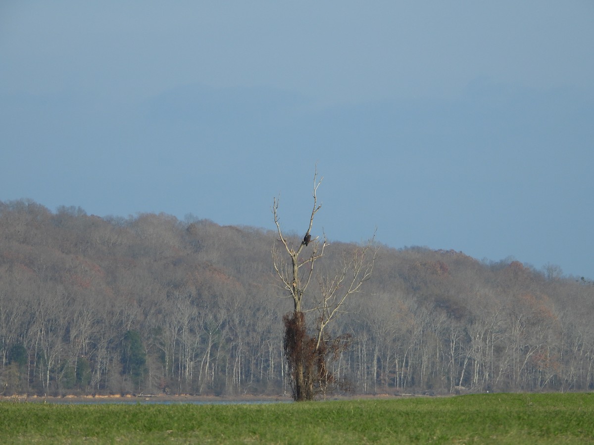 Bald Eagle - ML646428353