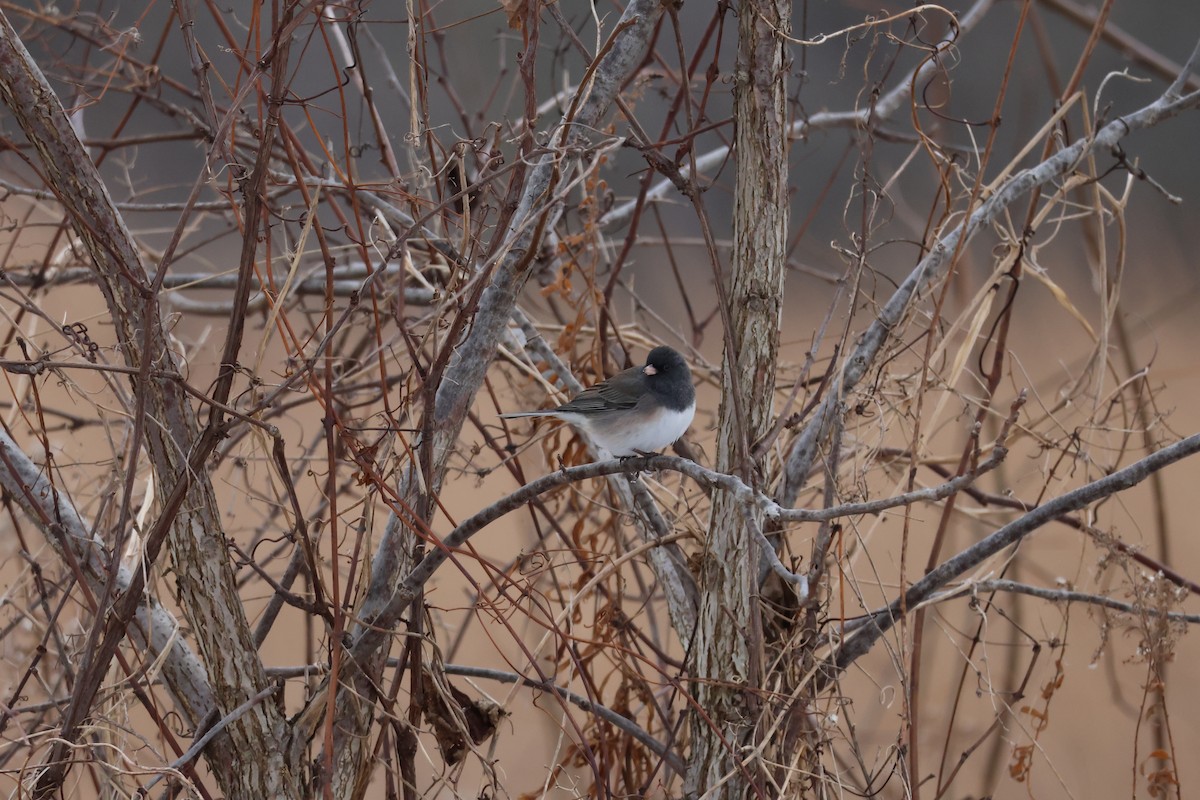 Dark-eyed Junco - ML646428354