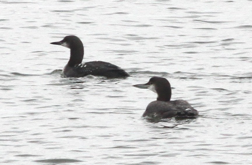 Pacific Loon - ML646428356