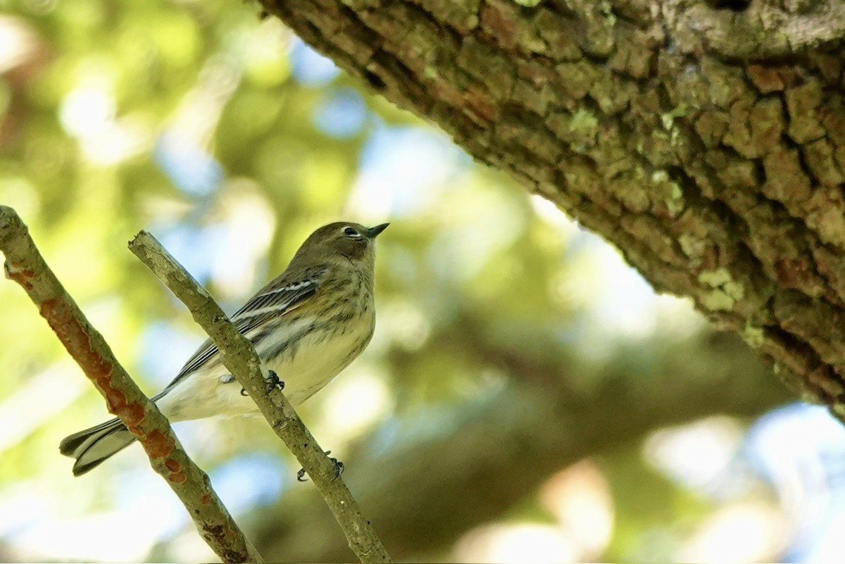 Taçlı Ötleğen (coronata) - ML646428361