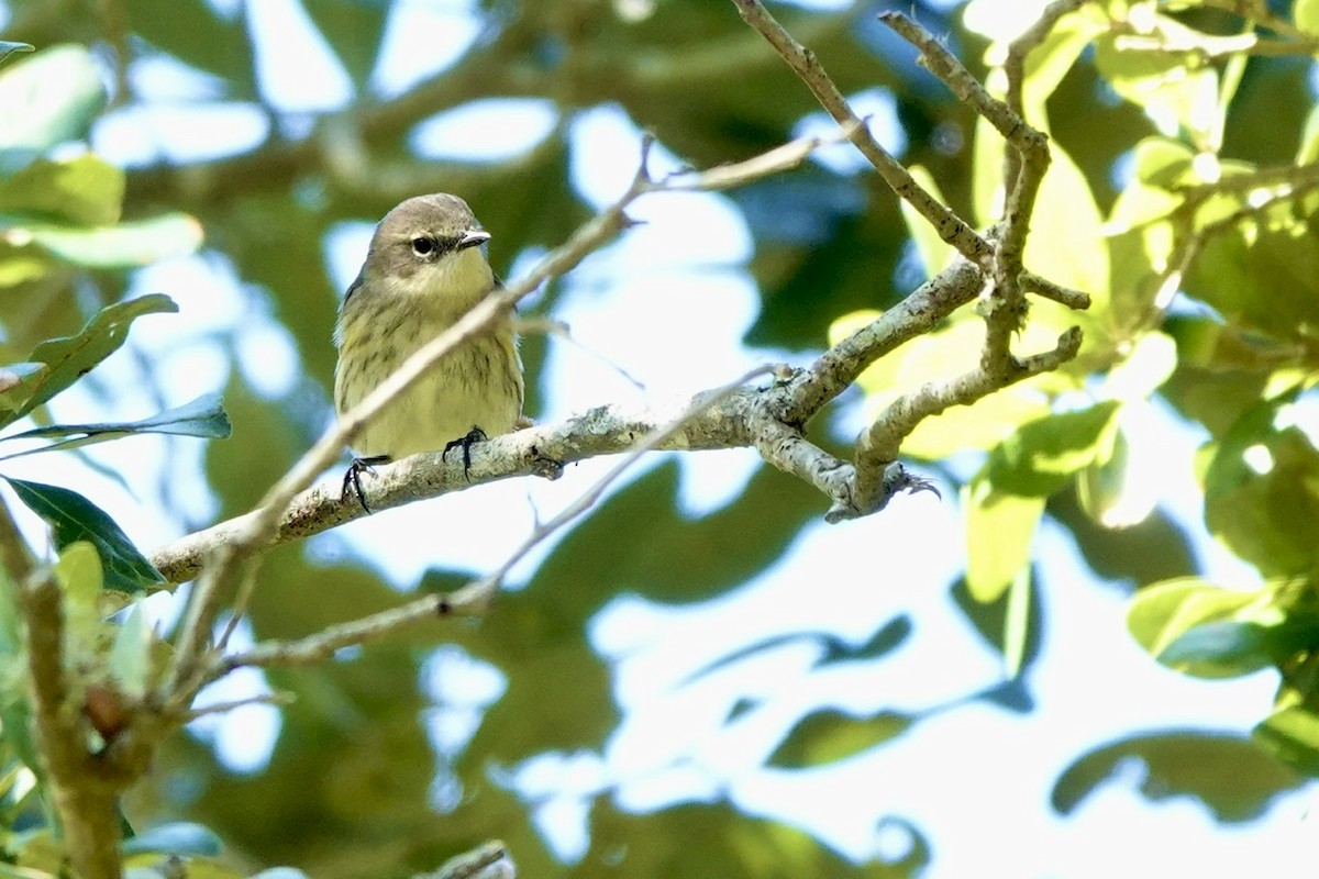 Taçlı Ötleğen (coronata) - ML646428362