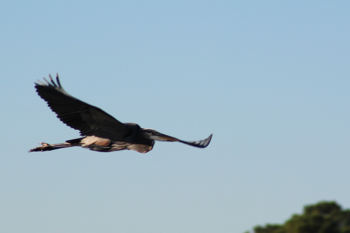 Great Blue Heron - ML646428364