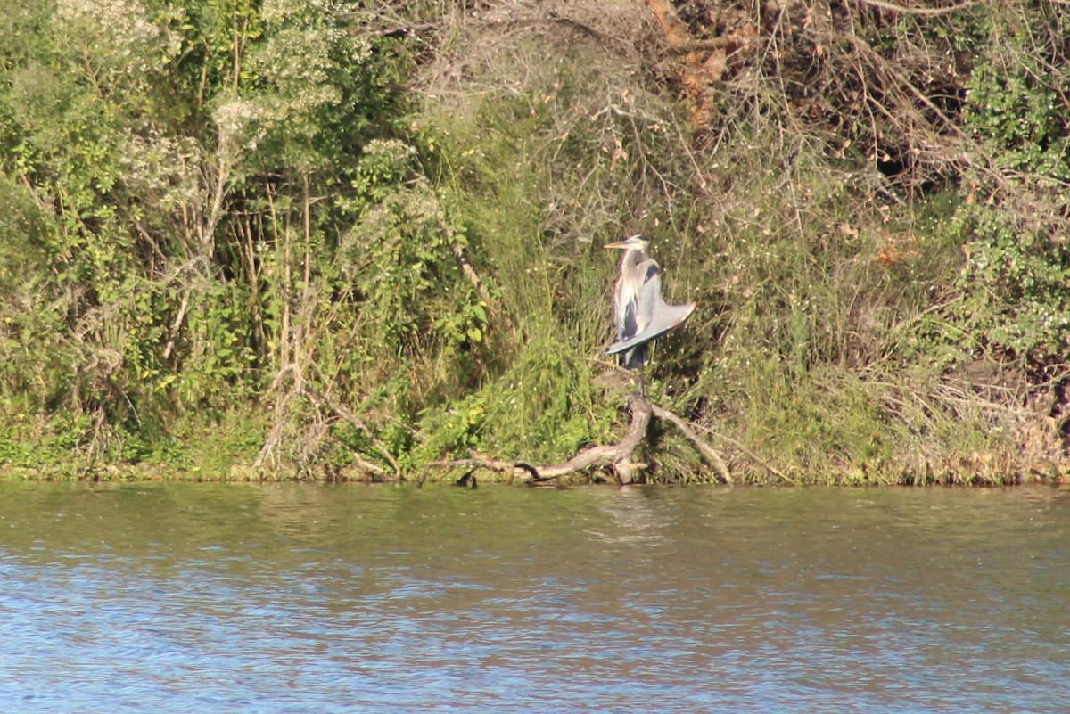 Great Blue Heron - ML646428365