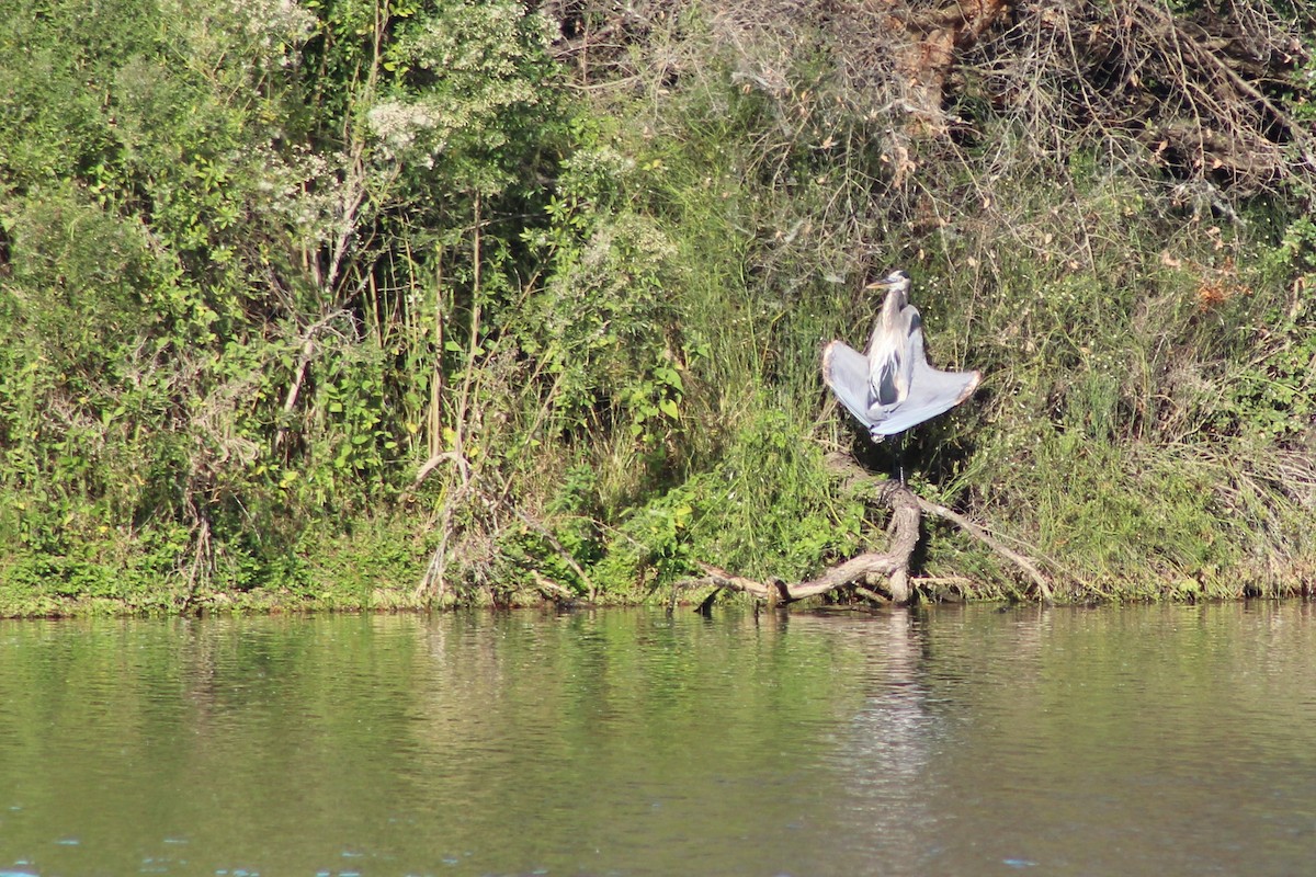 Great Blue Heron - ML646428366