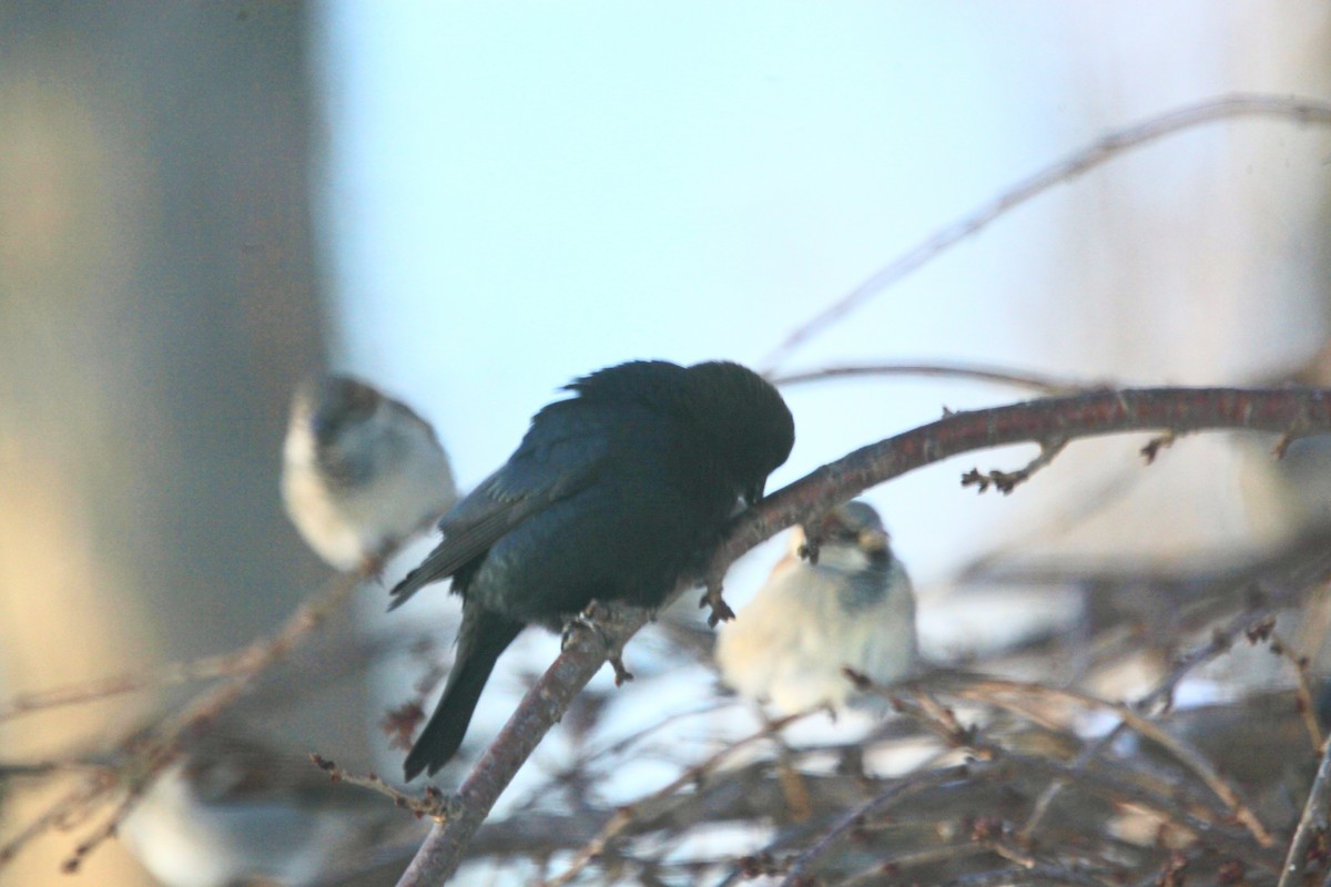 Braunkopf-Kuhstärling - ML646428369