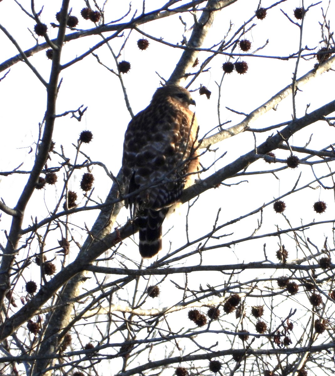 Red-shouldered Hawk - ML646428370