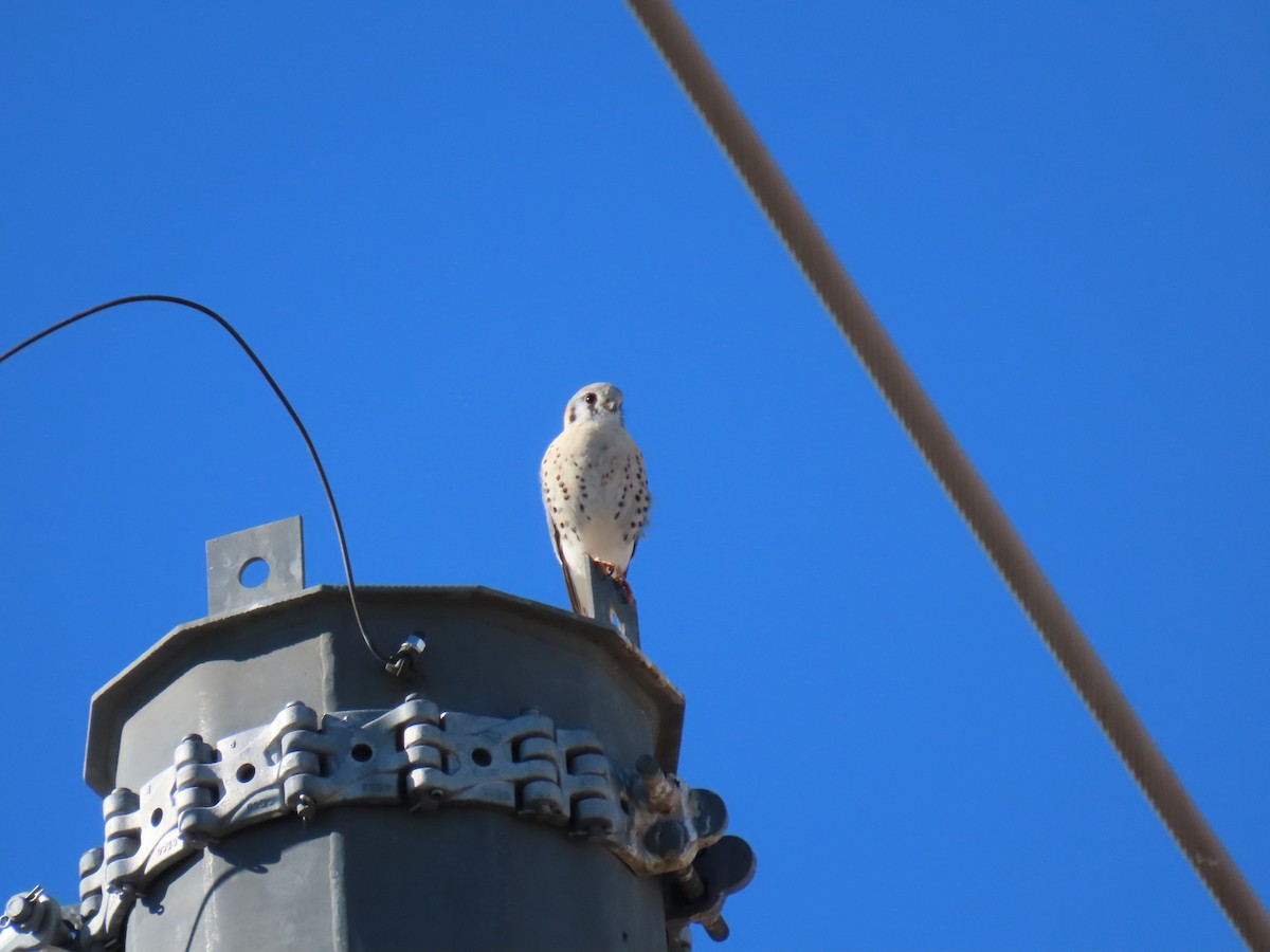 American Kestrel - ML646428372