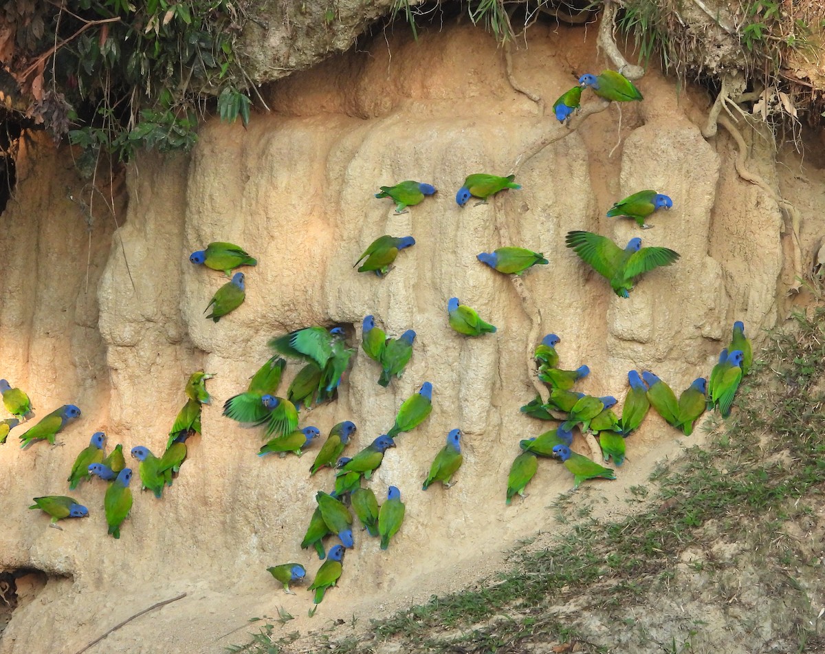 Blue-headed Parrot - ML646428373
