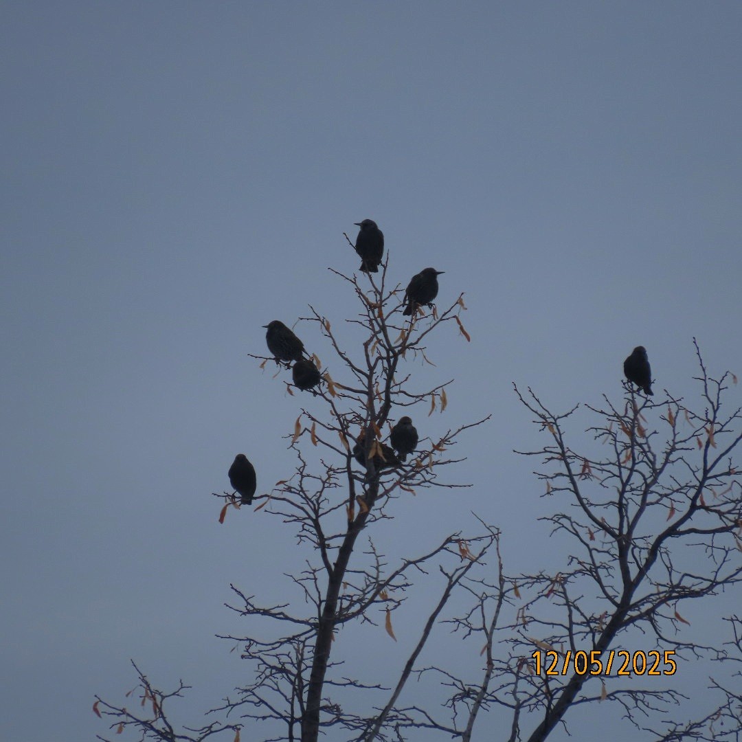 European Starling - ML646428375