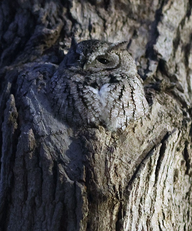 Eastern Screech-Owl - ML646428376