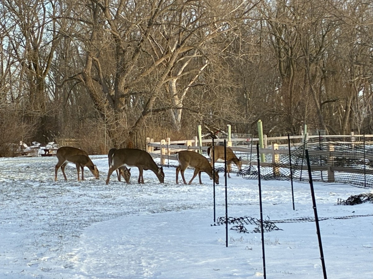 Animals - ML646428377