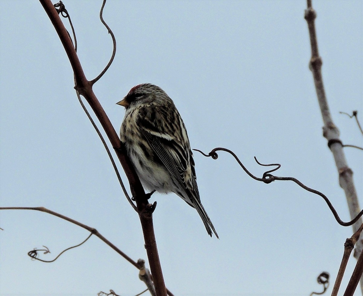 čečetka zimní (ssp. flammea/rostrata/islandica) - ML646428378
