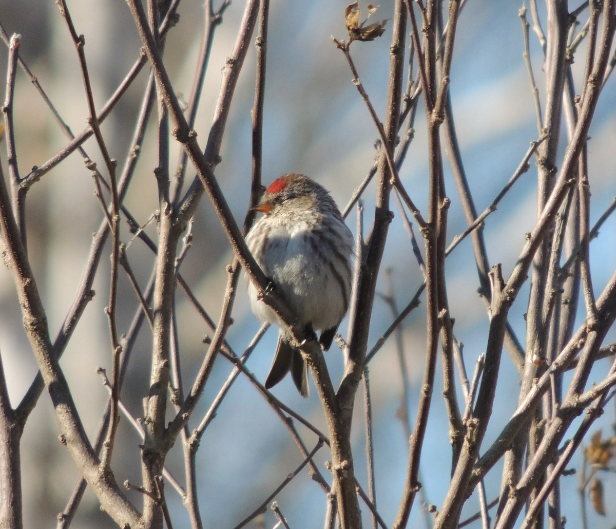 čečetka zimní (ssp. flammea/rostrata/islandica) - ML646428379