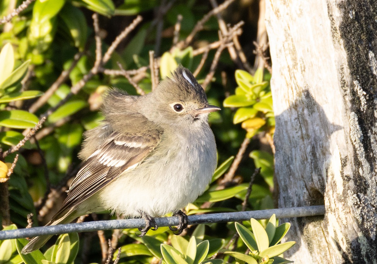 White-crested Elaenia - ML646428395