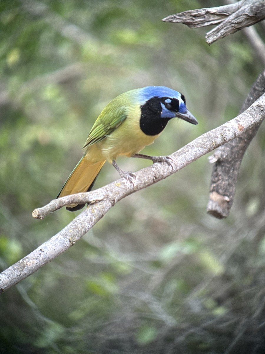 Green Jay - ML646428396